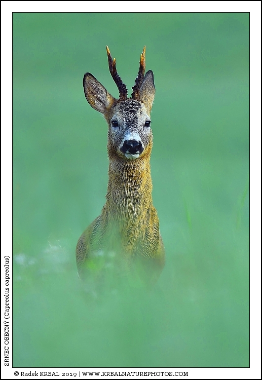 Srnec obecn� | Roe Deer | Reh | Capreolus capreolus