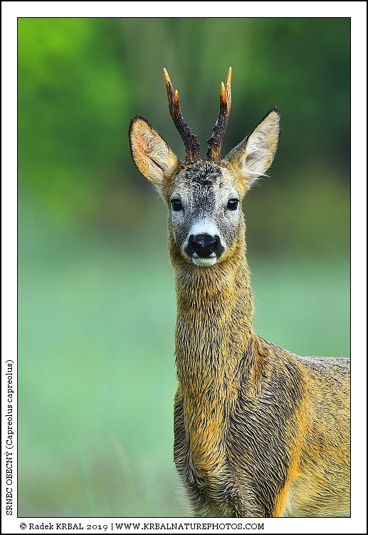 Srnec obecn� | Roe Deer | Reh | Capreolus capreolus