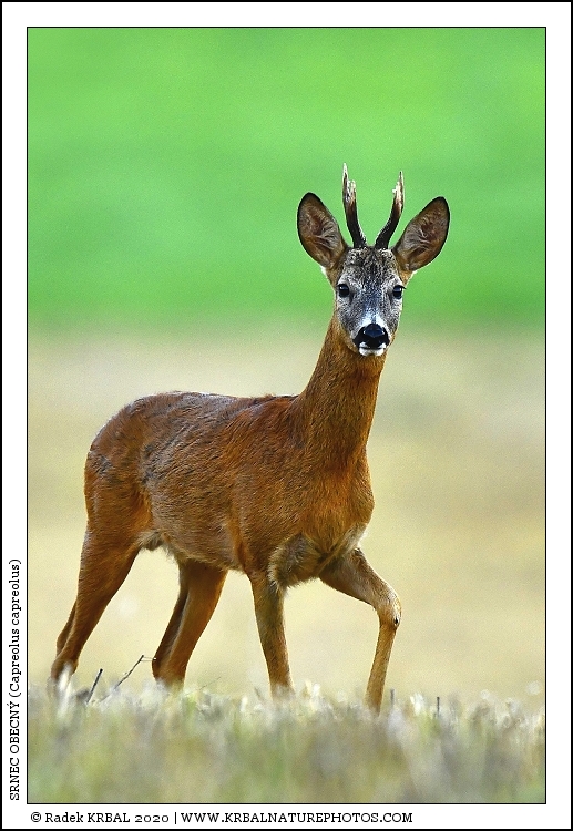 Srnec obecn� | Roe Deer | Reh | Capreolus capreolus