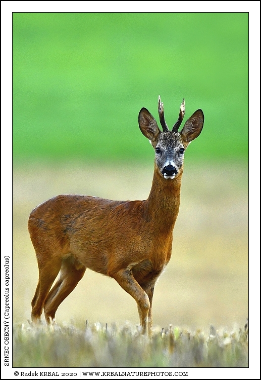 Srnec obecn� | Roe Deer | Reh | Capreolus capreolus