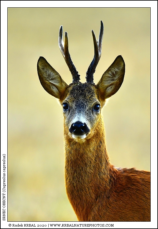 Srnec obecn� | Roe Deer | Reh | Capreolus capreolus
