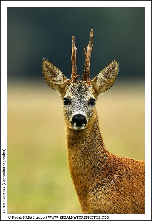Srnec obecn� | Roe Deer | Reh | Capreolus capreolus