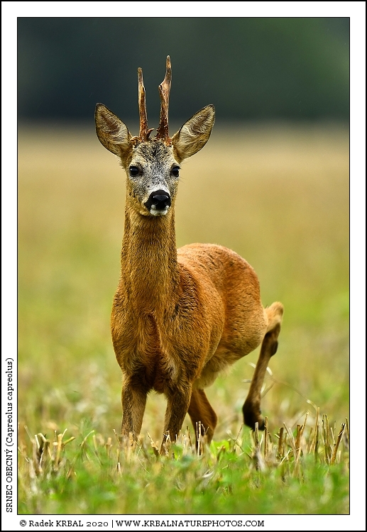 Srnec obecn� | Roe Deer | Reh | Capreolus capreolus