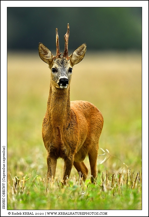 Srnec obecn� | Roe Deer | Reh | Capreolus capreolus