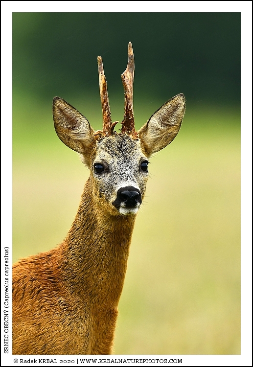 Srnec obecn� | Roe Deer | Reh | Capreolus capreolus