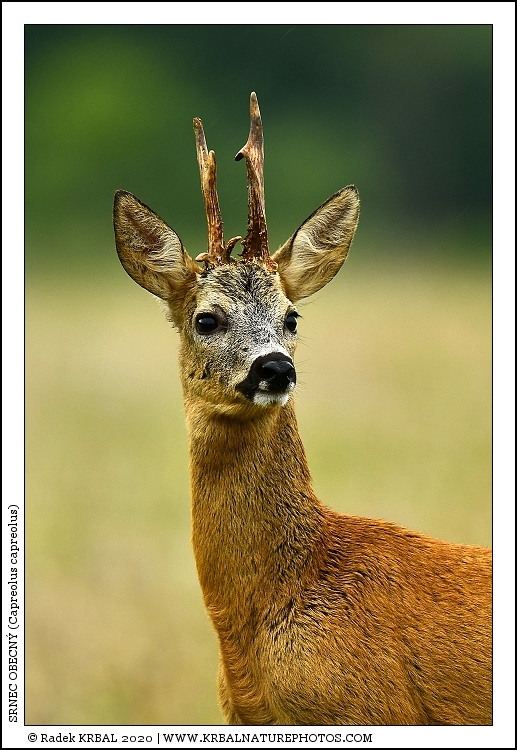 Srnec obecn� | Roe Deer | Reh | Capreolus capreolus