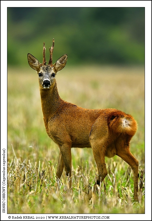 Srnec obecn� | Roe Deer | Reh | Capreolus capreolus