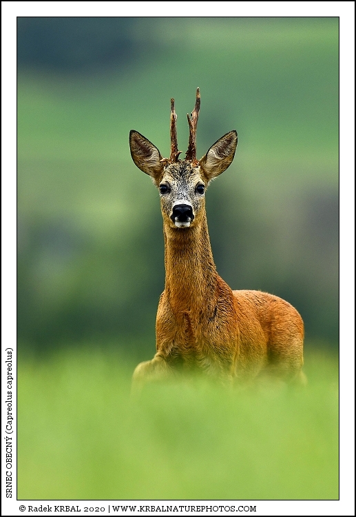 Srnec obecn� | Roe Deer | Reh | Capreolus capreolus