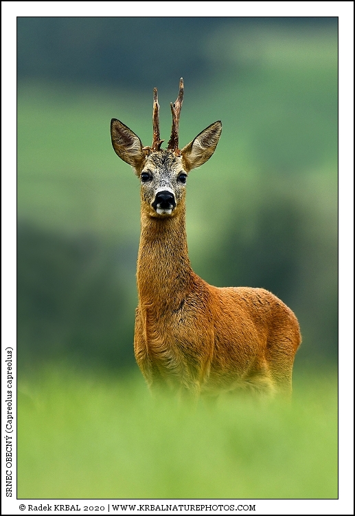 Srnec obecn� | Roe Deer | Reh | Capreolus capreolus