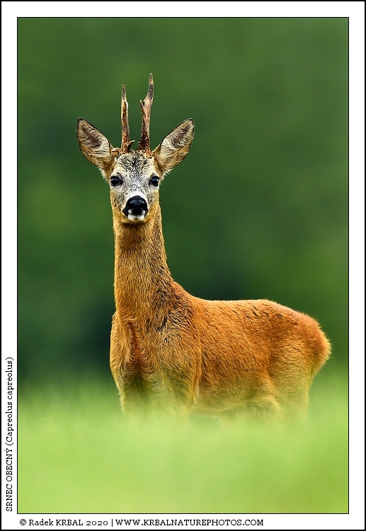 Srnec obecn� | Roe Deer | Reh | Capreolus capreolus