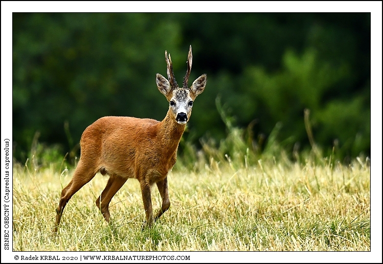 Srnec obecn� | Roe Deer | Reh | Capreolus capreolus