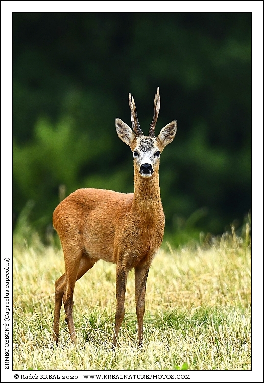 Srnec obecn� | Roe Deer | Reh | Capreolus capreolus
