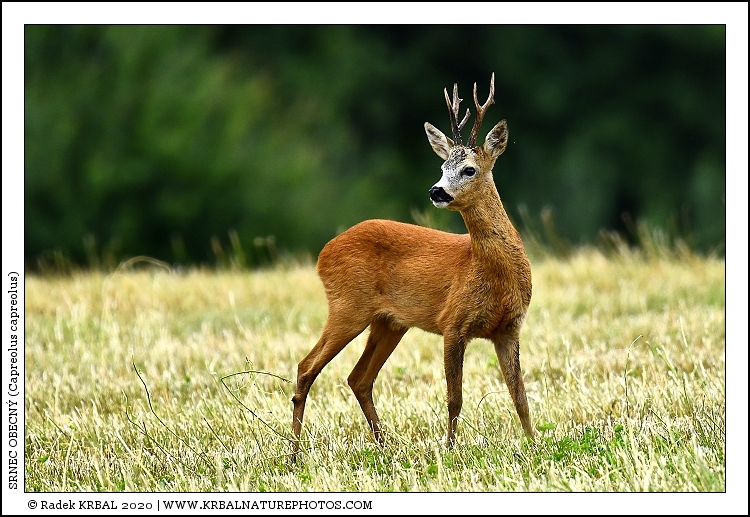 Srnec obecn� | Roe Deer | Reh | Capreolus capreolus