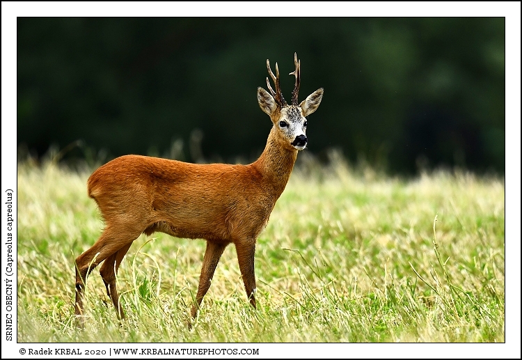Srnec obecn� | Roe Deer | Reh | Capreolus capreolus