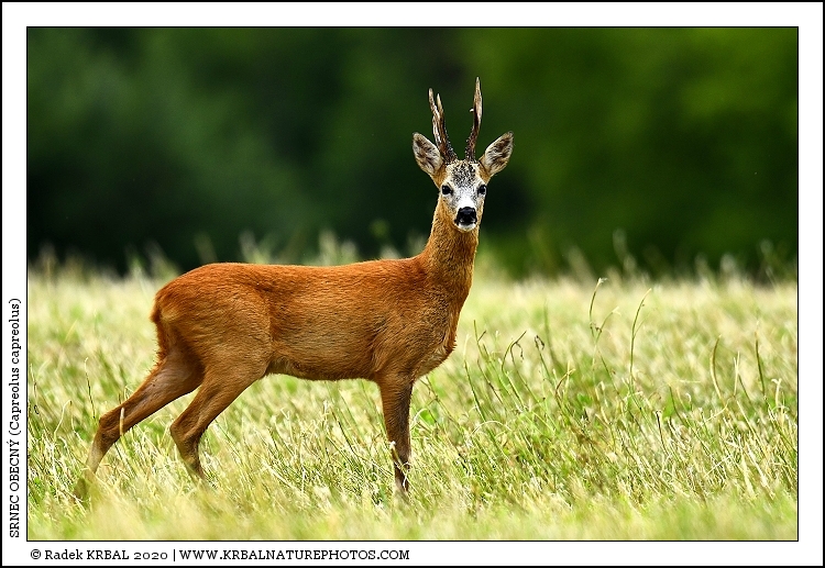 Srnec obecn� | Roe Deer | Reh | Capreolus capreolus