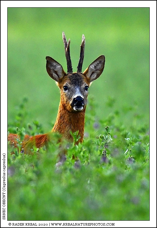 Srnec obecn� | Roe Deer | Reh | Capreolus capreolus
