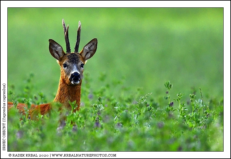 Srnec obecn� | Roe Deer | Reh | Capreolus capreolus