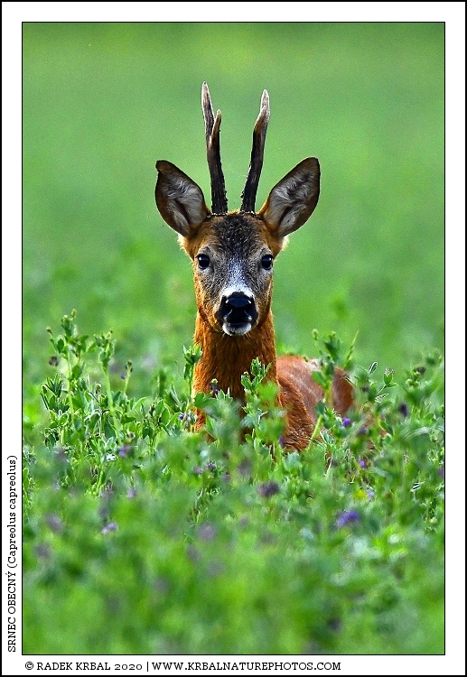 Srnec obecn� | Roe Deer | Reh | Capreolus capreolus