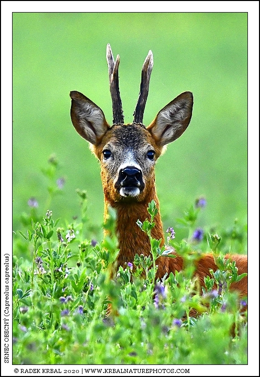 Srnec obecn� | Roe Deer | Reh | Capreolus capreolus