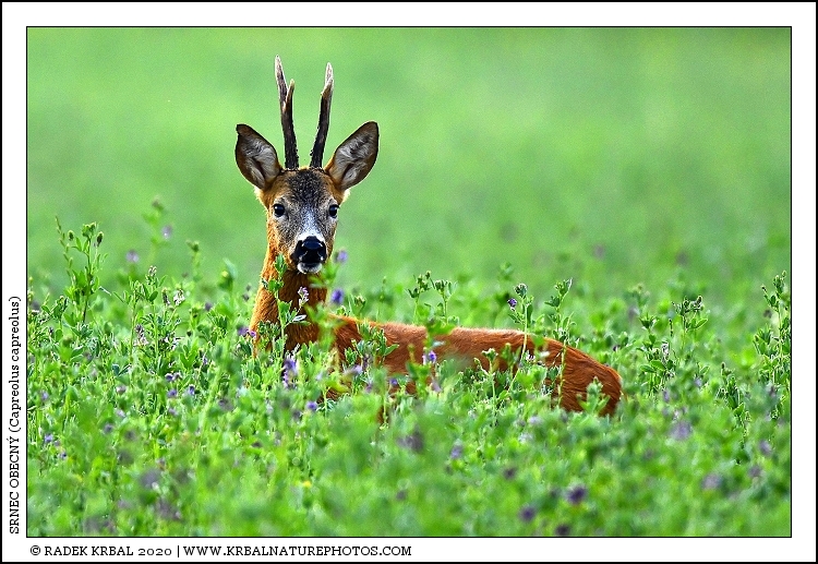 Srnec obecn� | Roe Deer | Reh | Capreolus capreolus