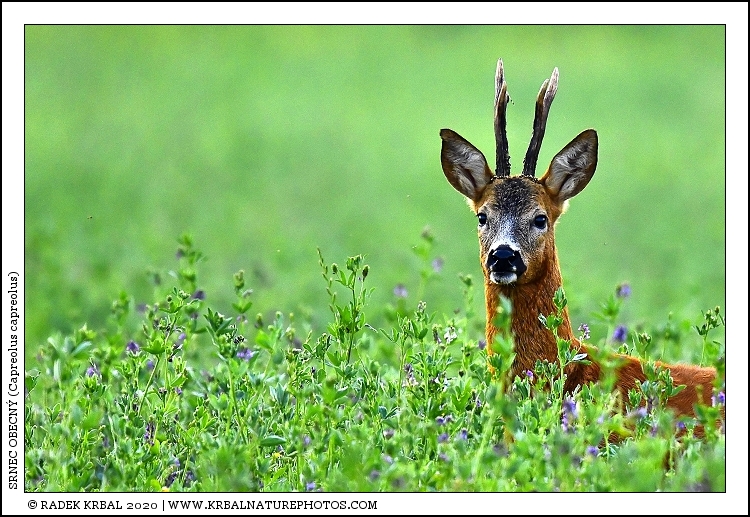 Srnec obecn� | Roe Deer | Reh | Capreolus capreolus