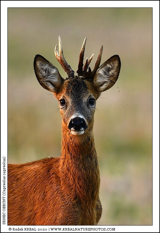 Srnec obecn� | Roe Deer | Reh | Capreolus capreolus