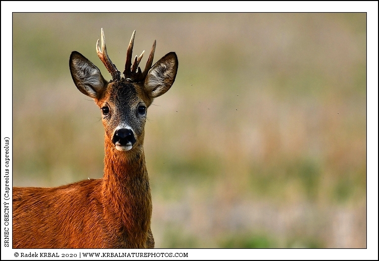Srnec obecn� | Roe Deer | Reh | Capreolus capreolus