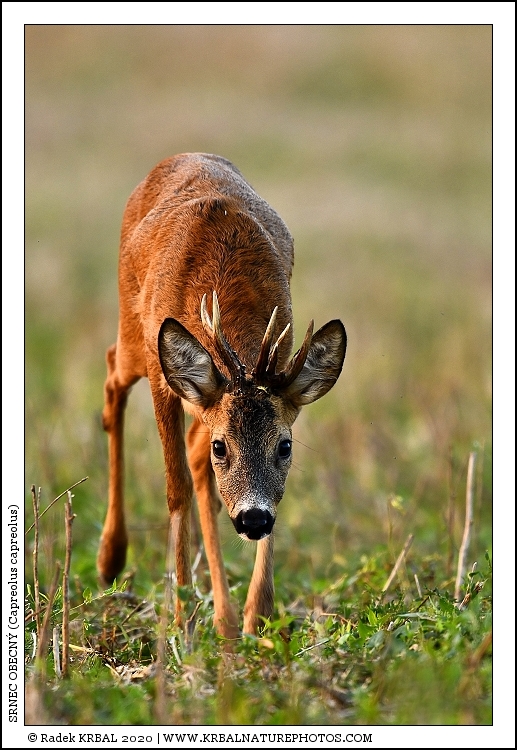 Srnec obecn� | Roe Deer | Reh | Capreolus capreolus
