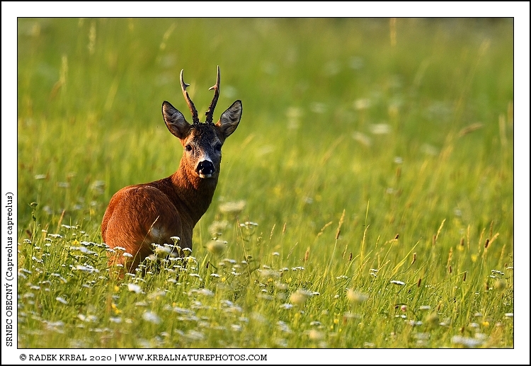 Srnec obecn� | Roe Deer | Reh | Capreolus capreolus