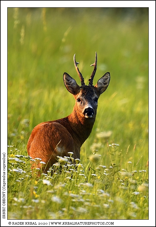 Srnec obecn� | Roe Deer | Reh | Capreolus capreolus