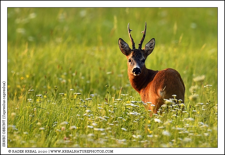 Srnec obecn� | Roe Deer | Reh | Capreolus capreolus