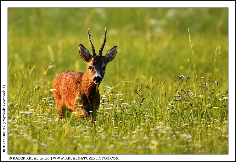 Srnec obecn� | Roe Deer | Reh | Capreolus capreolus