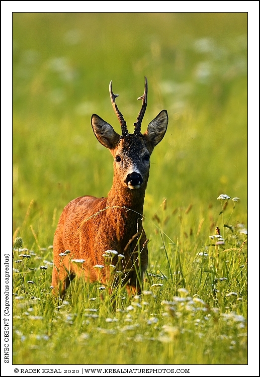 Srnec obecn� | Roe Deer | Reh | Capreolus capreolus