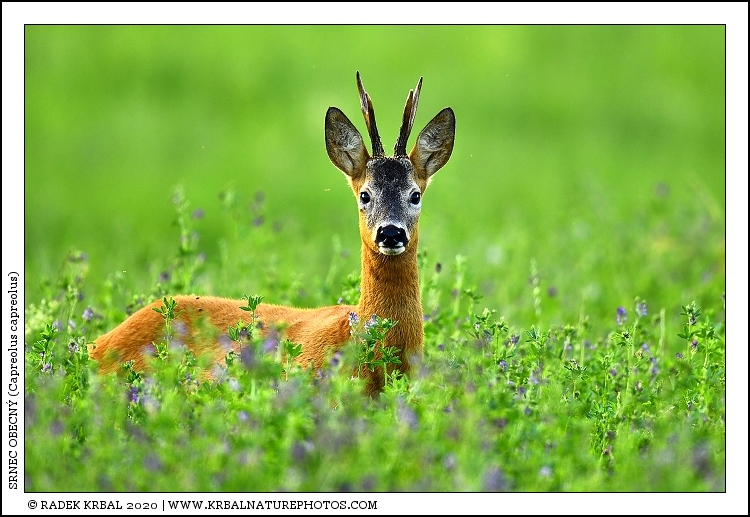 Srnec obecn� | Roe Deer | Reh | Capreolus capreolus