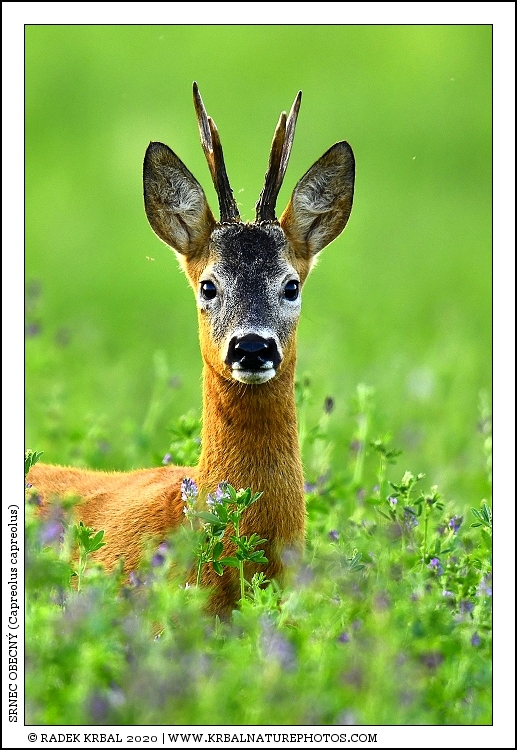 Srnec obecn� | Roe Deer | Reh | Capreolus capreolus