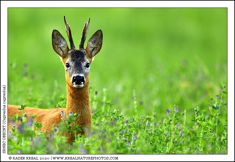 Srnec obecn� | Roe Deer | Reh | Capreolus capreolus