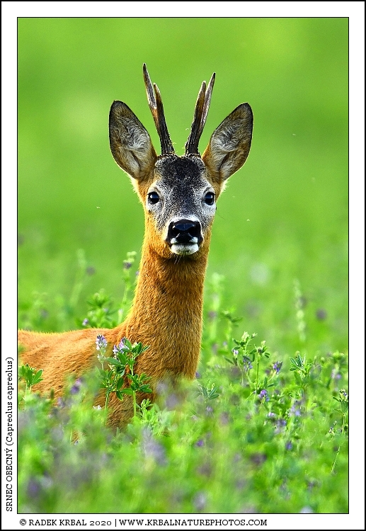 Srnec obecn� | Roe Deer | Reh | Capreolus capreolus
