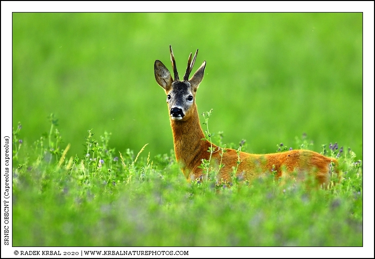 Srnec obecn� | Roe Deer | Reh | Capreolus capreolus
