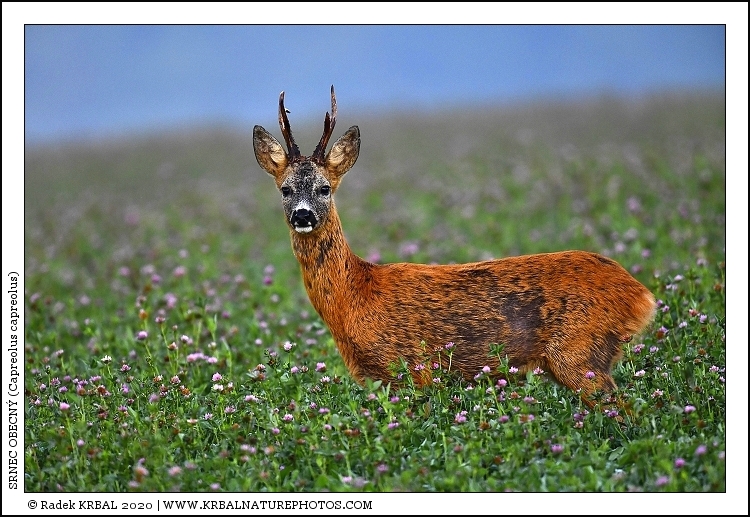 Srnec obecn� | Roe Deer | Reh | Capreolus capreolus