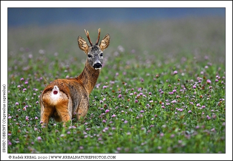 Srnec obecn� | Roe Deer | Reh | Capreolus capreolus