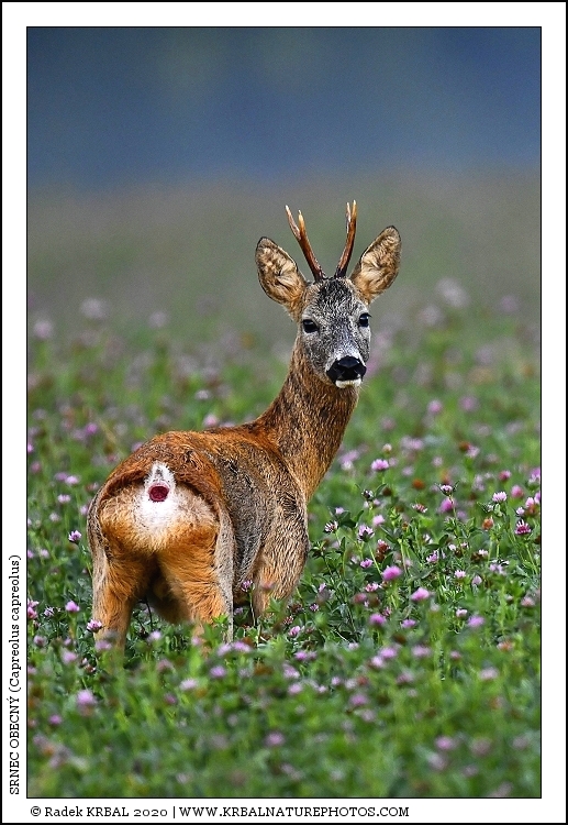 Srnec obecn� | Roe Deer | Reh | Capreolus capreolus
