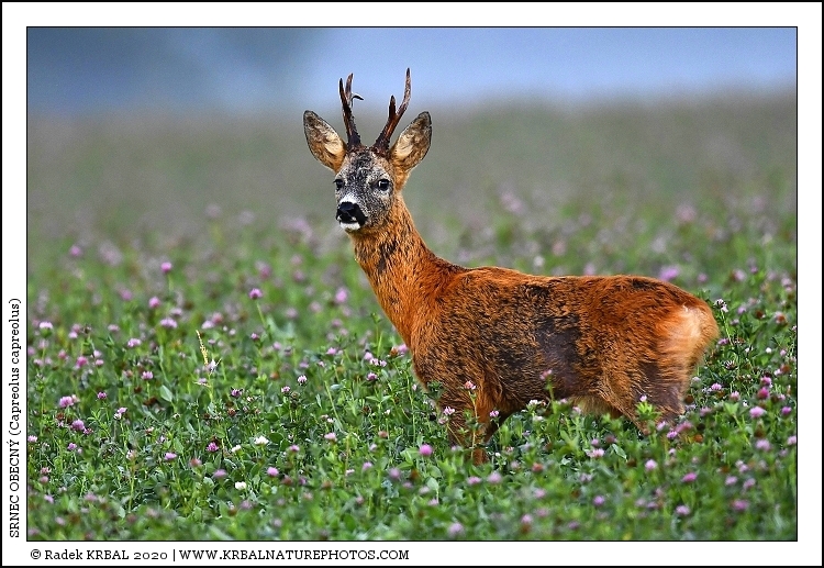 Srnec obecn� | Roe Deer | Reh | Capreolus capreolus