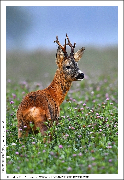 Srnec obecn� | Roe Deer | Reh | Capreolus capreolus