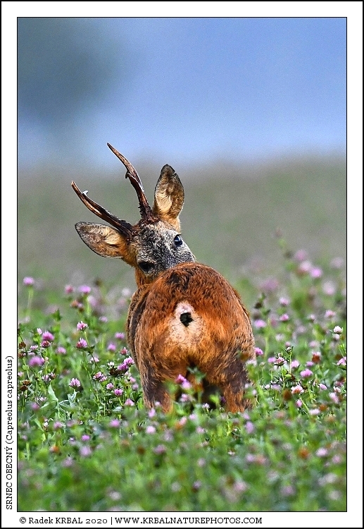 Srnec obecn� | Roe Deer | Reh | Capreolus capreolus