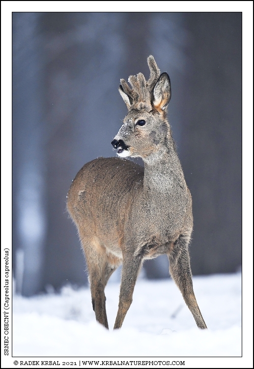 Srnec obecn� | Roe Deer | Reh | Capreolus capreolus