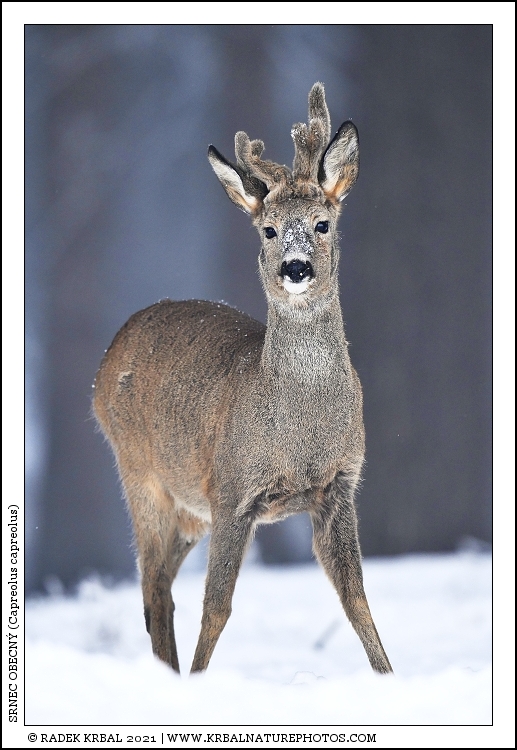 Srnec obecn� | Roe Deer | Reh | Capreolus capreolus