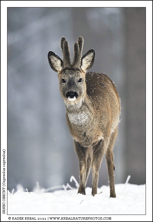 Srnec obecn� | Roe Deer | Reh | Capreolus capreolus