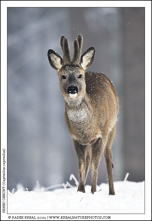 Srnec obecn� | Roe Deer | Reh | Capreolus capreolus