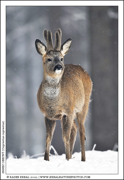 Srnec obecn� | Roe Deer | Reh | Capreolus capreolus