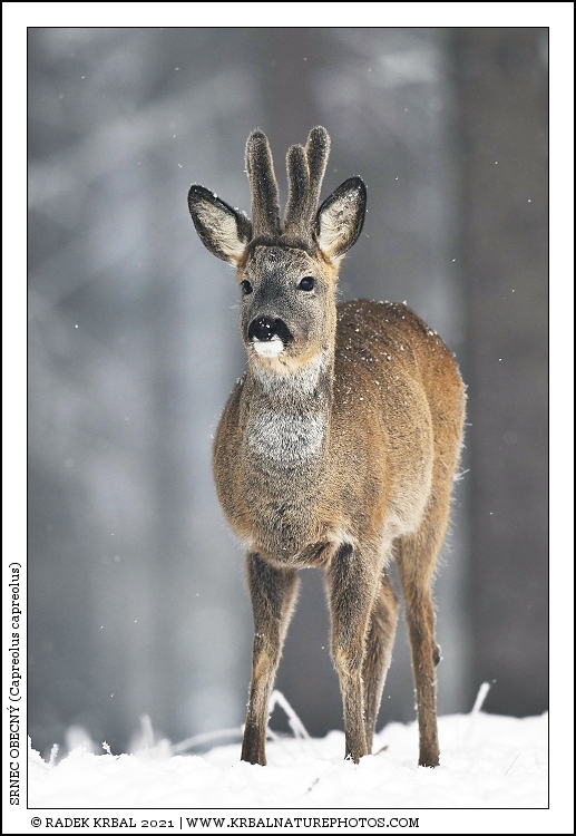 Srnec obecn� | Roe Deer | Reh | Capreolus capreolus